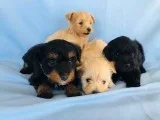 Toy Yorkiepoo Pupies