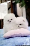 sweetest pomeranain puppies ready to go  (415) 413-3236