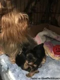 Yorkshire terrier pups