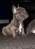 handsome MF French bulldog pups