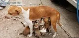 Free puppies call 9366897041