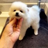 Teacup Pomeranian Puppies Ready Now