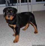 12 weeks old Rottweiler available
