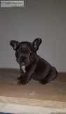 Pure MF French bulldog pups