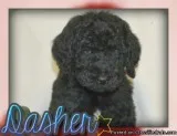 Dasher Male F1B Labradoodle