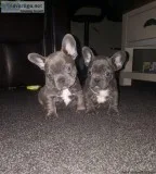 Top Quality Frenchies 4 sale