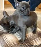 Available MF French bulldog pups