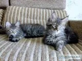 Maine Coons Kittens available