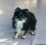 Purebred pomeranian puppy female Black Teddy Bear