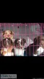 Puppies