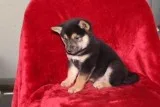 Katie Female ACA Shiba Inu
