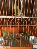 Indian Ringneck For Sale