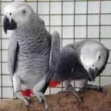 African grey parrots and fertile hatching eggs