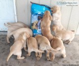 Golden Retriever Pups