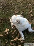 English Bulldog