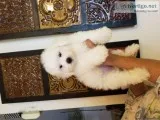 Gorgeous CKC Bichon Frise for sale
