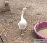 Male goose(gander)
