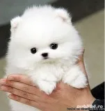 Stunning Xxs Teddy Bear Pomeranian Puppies