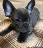 blue MF French bulldog pups