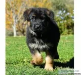 German shepherd pups