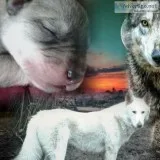 Wolf Hybrid Puppies Southern Oregon