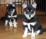 Male and Female Pomsky Puppies Available