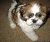 lovely and home raise SHIH TZU puppies for adoption