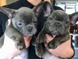 Quality Blue MF French bulldog pups