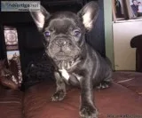 Charming MF French bulldog pups