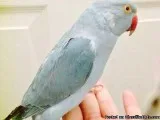 Tame Blue Indian Ringneck Talking Parrot