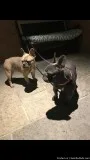 french bulldog puppies one male and 2 females available