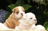 Akc English Bulldog Puppies To Good Homes