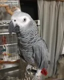 African Gray Parrot For Sale