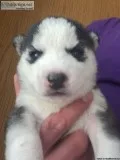 Siberian Husky Puppies for sale Ready April 1st