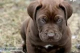 Chocolate puppy