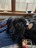 Female Full AKC Toy Poodle