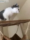 Serval Kitten for Adoption