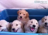 Quality Golden Retriever Puppies for sale
