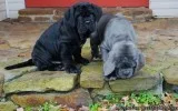 We have a beautiful neapolitan mastiff puppies