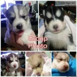 SIBERIAN HUSKIES PUREBRED
