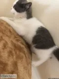Beautiful Short Hair Kitten