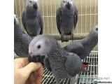 AWESOME AFRICAN GRAY PARROTS  CAGE