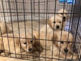Golden Retriever puppies (microchipped)
