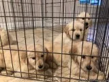 Golden Retriever puppies (microchipped)