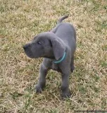beneficial MF Great Dane puppies 4 sale