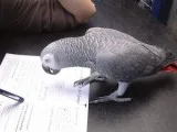 African grey with cage parrot
