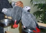 Adorable African Grey Parrots for Sale