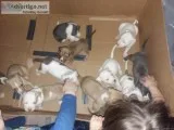 Blue and red nose pitbull puppies