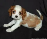 blue-eyed  Cavalier King Charles puppies
