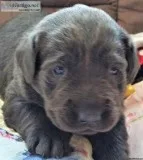 AKC English Charcoal Blacksilver Chocolate Lab puppies